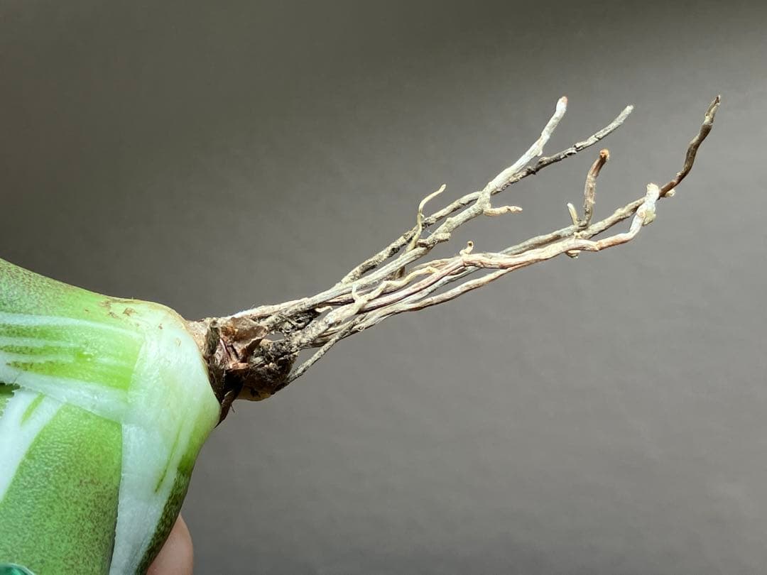 初出品【匿名配送】激レア　サイズ大　美株　強棘　アガベ　鰐亀　覆輪斑　TC