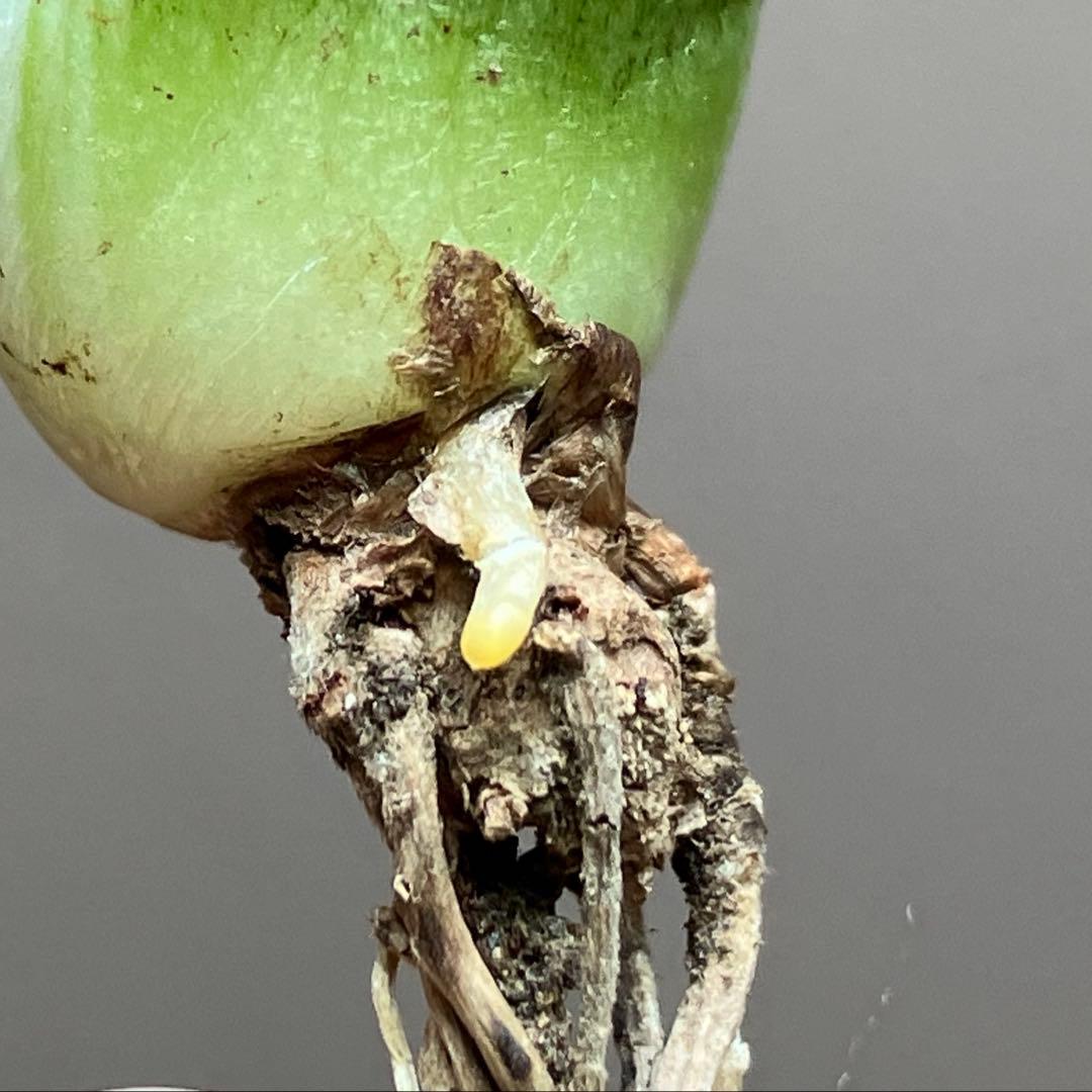 初出品【匿名配送】激レア　サイズ大　美株　強棘　アガベ　鰐亀　覆輪斑　TC