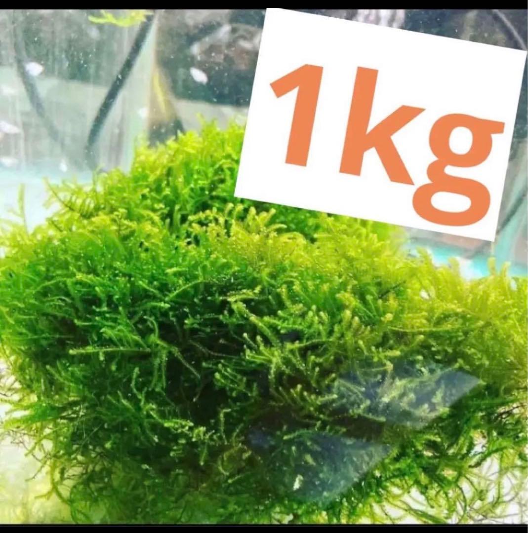 無農薬　国内産　ウィローモス　1kg 大盛り！お得