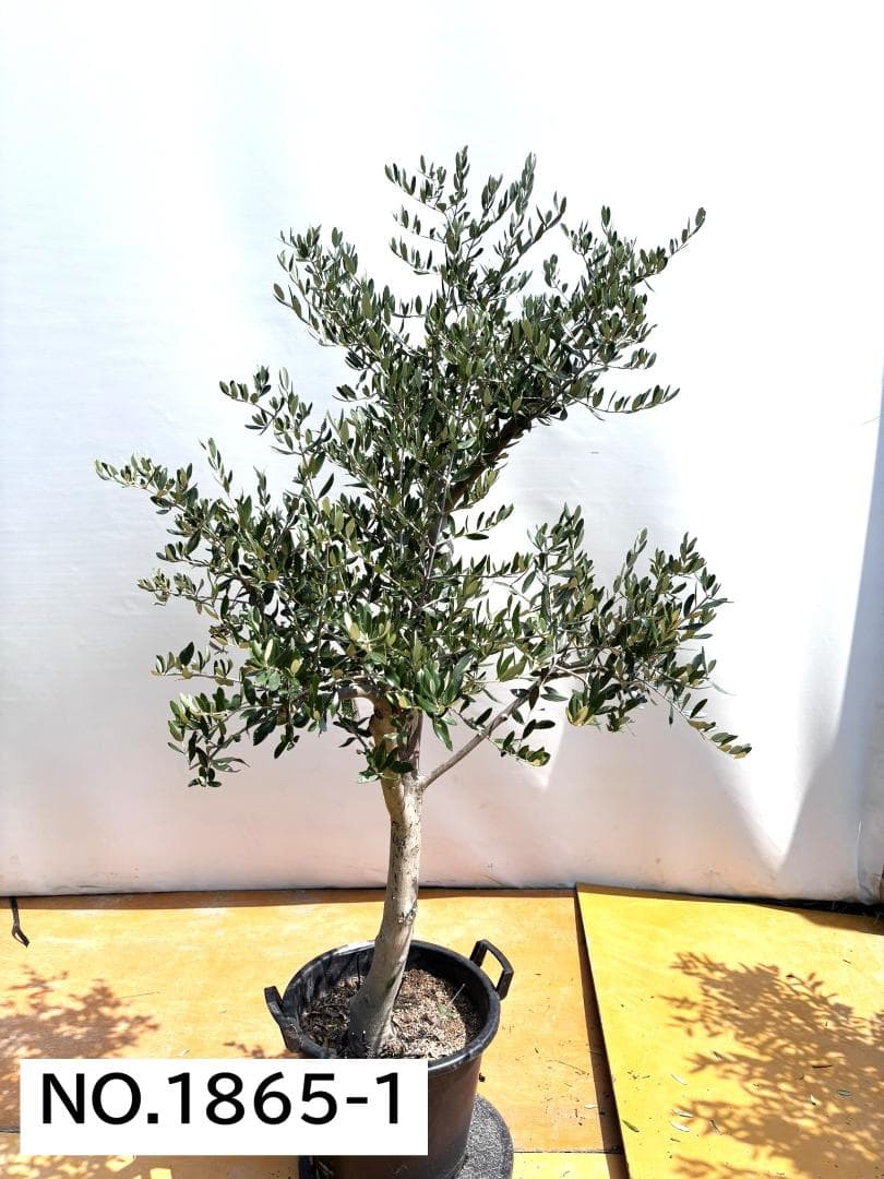 オリーブの木　ルッカ　約180cm　NO.1865　大型　現品掲載　人気品種