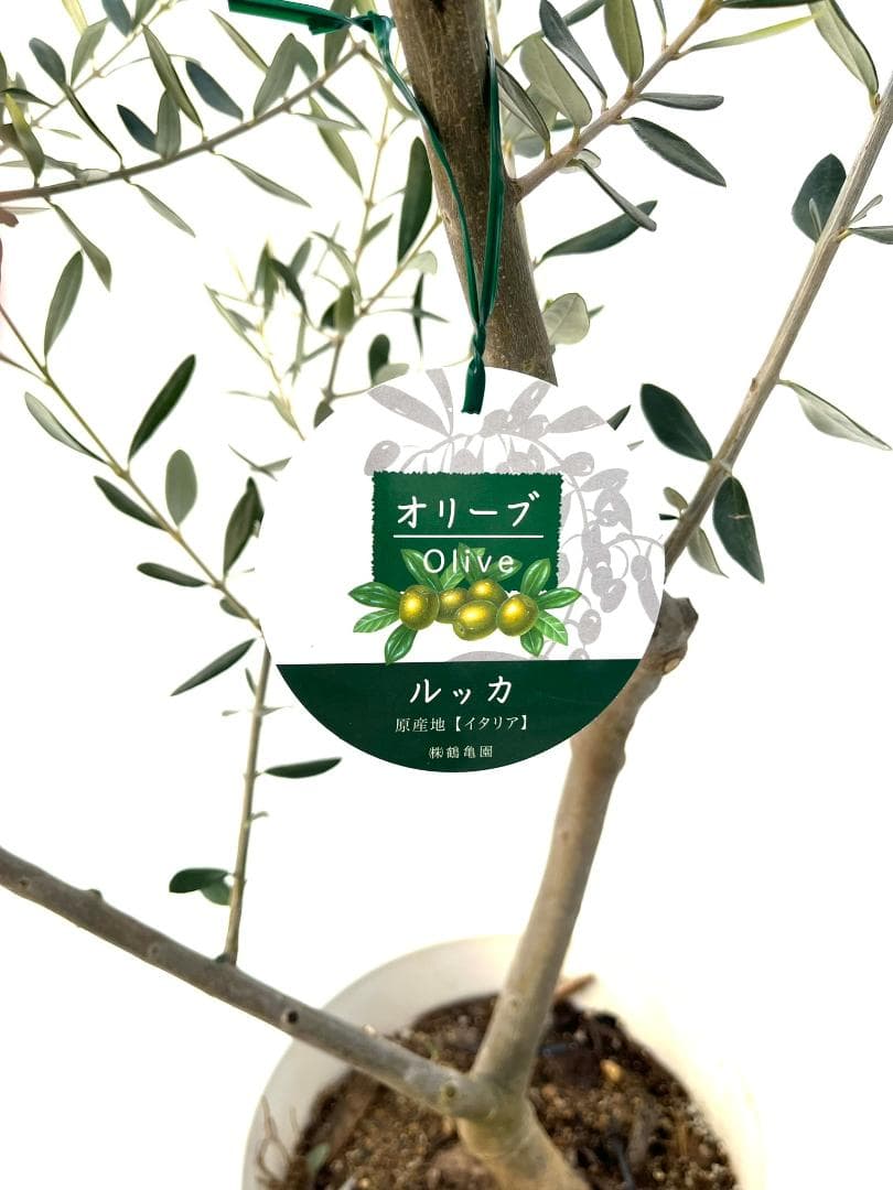 オリーブの木　ルッカ　約180cm　NO.1865　大型　現品掲載　人気品種