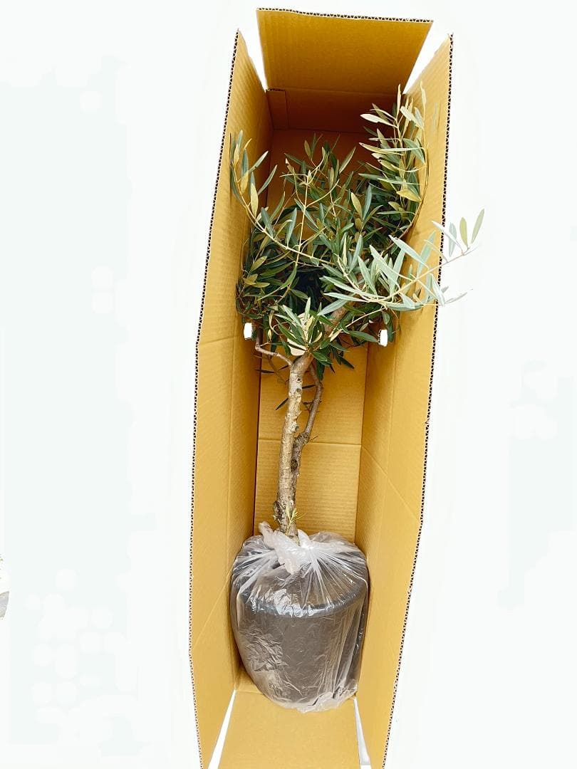 オリーブの木　ルッカ　約180cm　NO.1865　大型　現品掲載　人気品種
