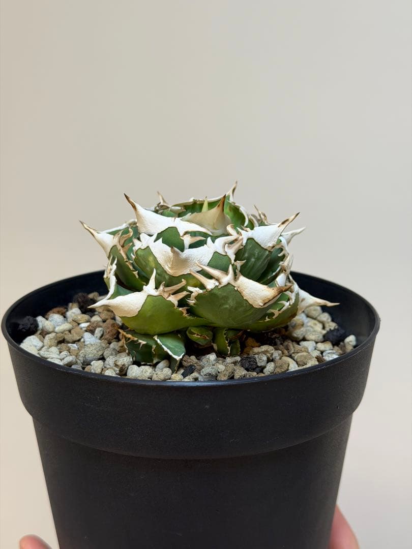 アガベチタノタ 大白鯊 OC子株 (未発根)