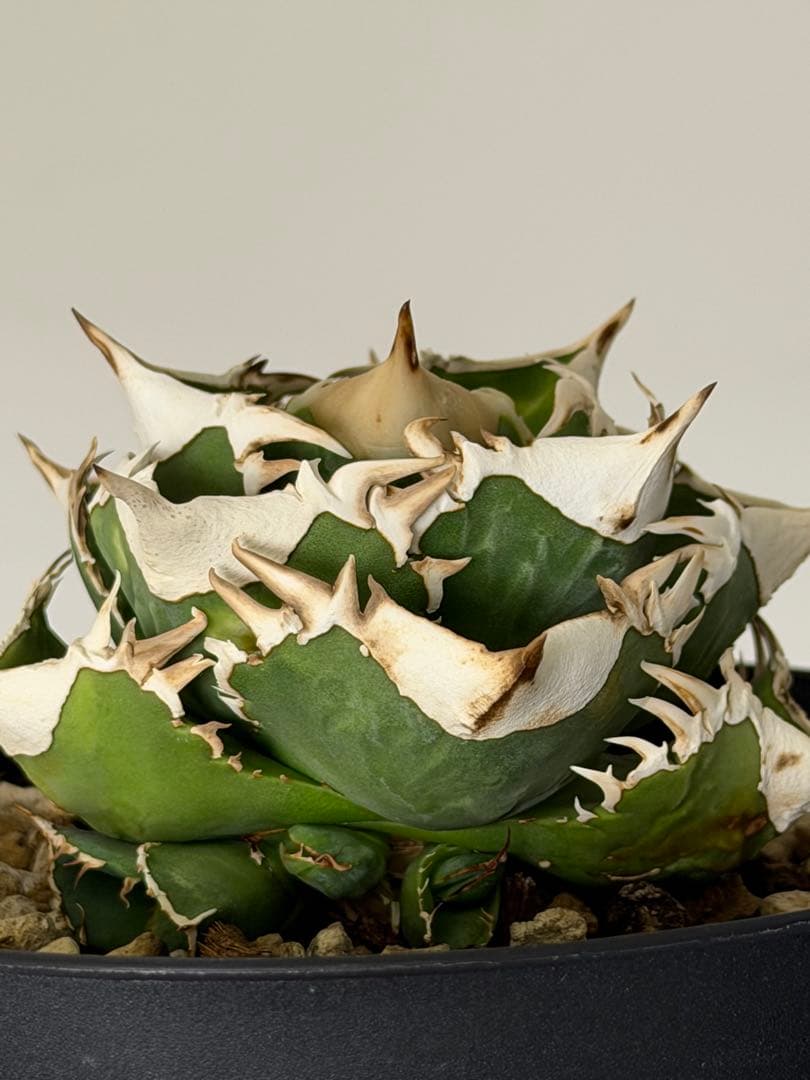 アガベチタノタ 大白鯊 OC子株 (未発根)