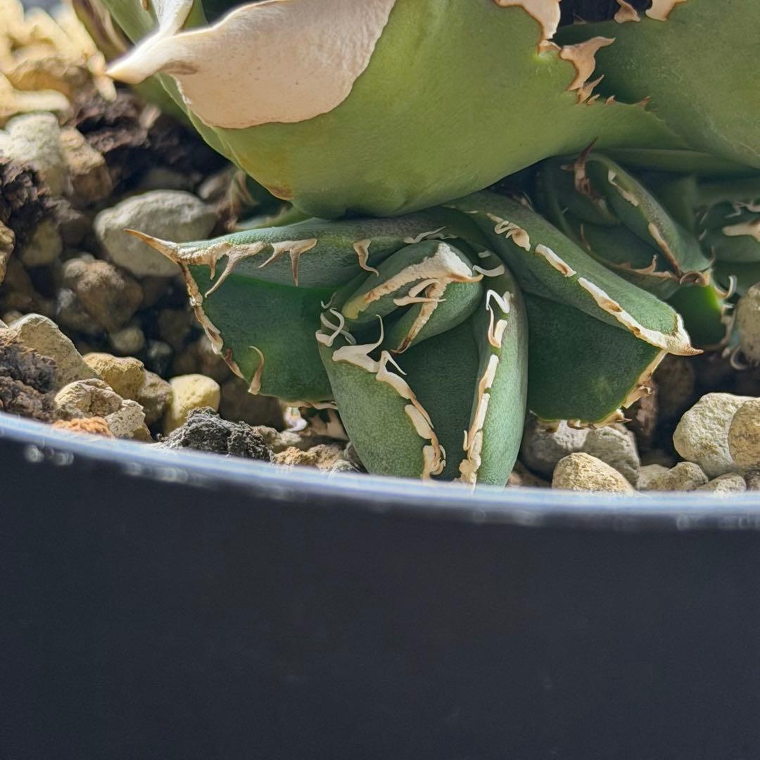 アガベチタノタ 大白鯊 OC子株 (未発根)