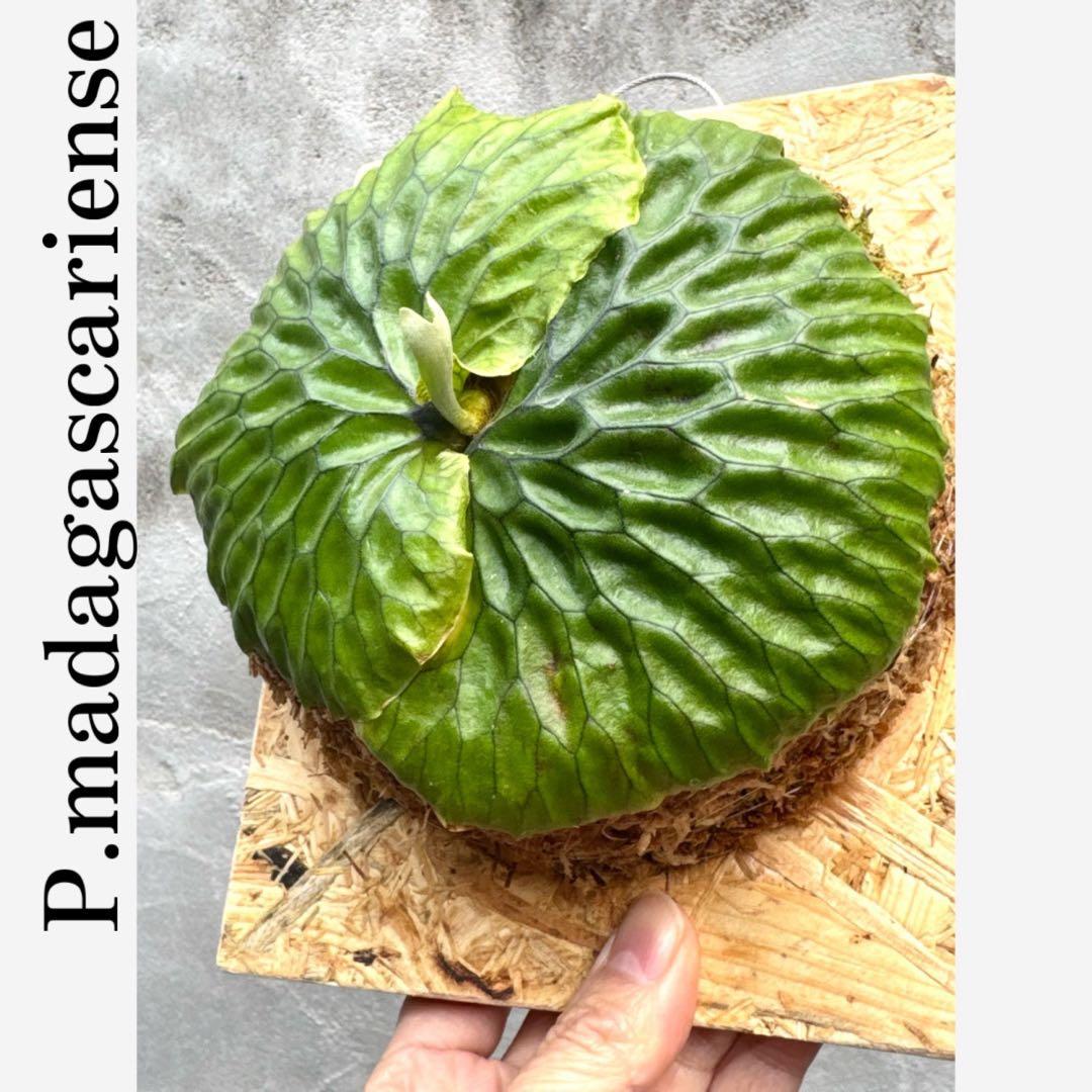 【ビカクシダ・マダガスカリエンセ】