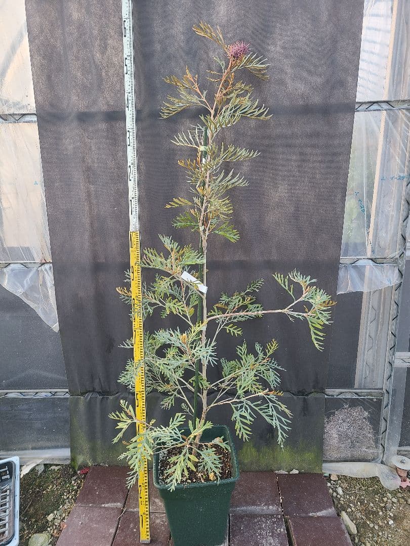 グレビレア ドローシーゴードン(ドーンパープル)9号角鉢大株②