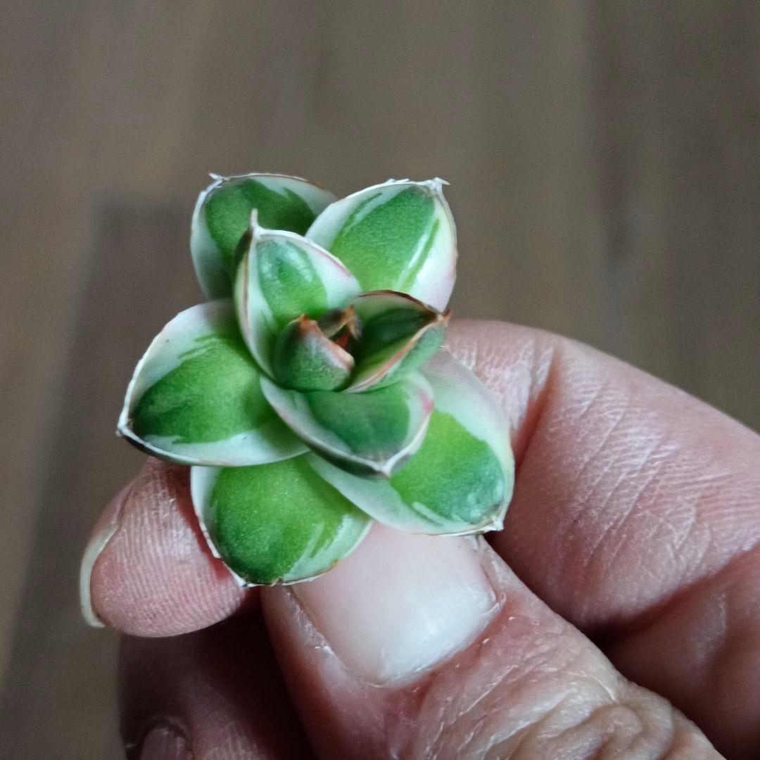 A205 多肉植物 アガベ ピンキー 王妃笹の雪A型 白覆輪斑 精選極上美