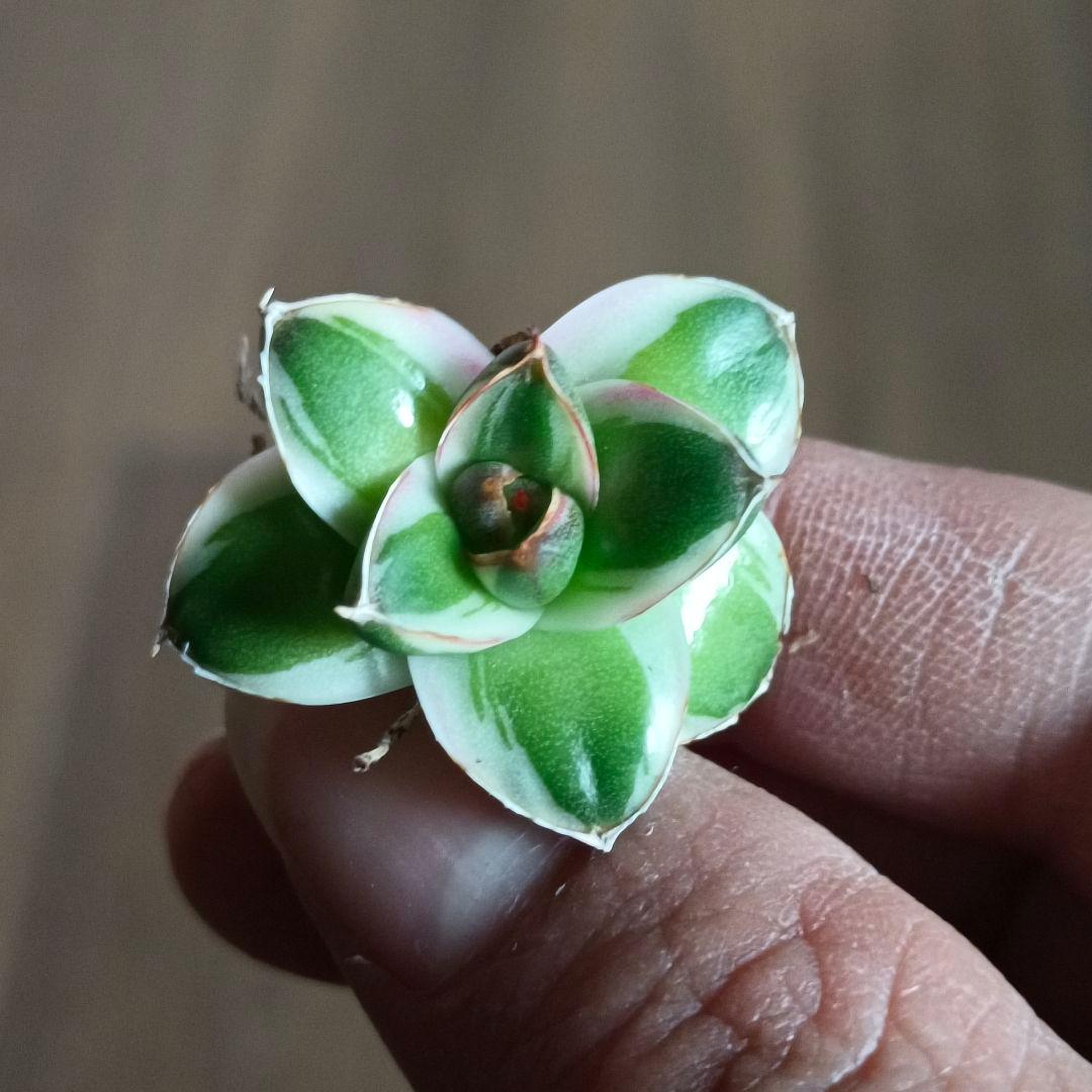 A205 多肉植物 アガベ ピンキー 王妃笹の雪A型 白覆輪斑 精選極上美