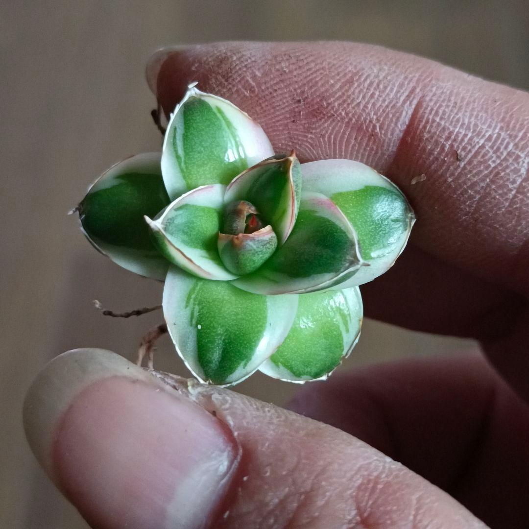 A205 多肉植物 アガベ ピンキー 王妃笹の雪A型 白覆輪斑 精選極上美