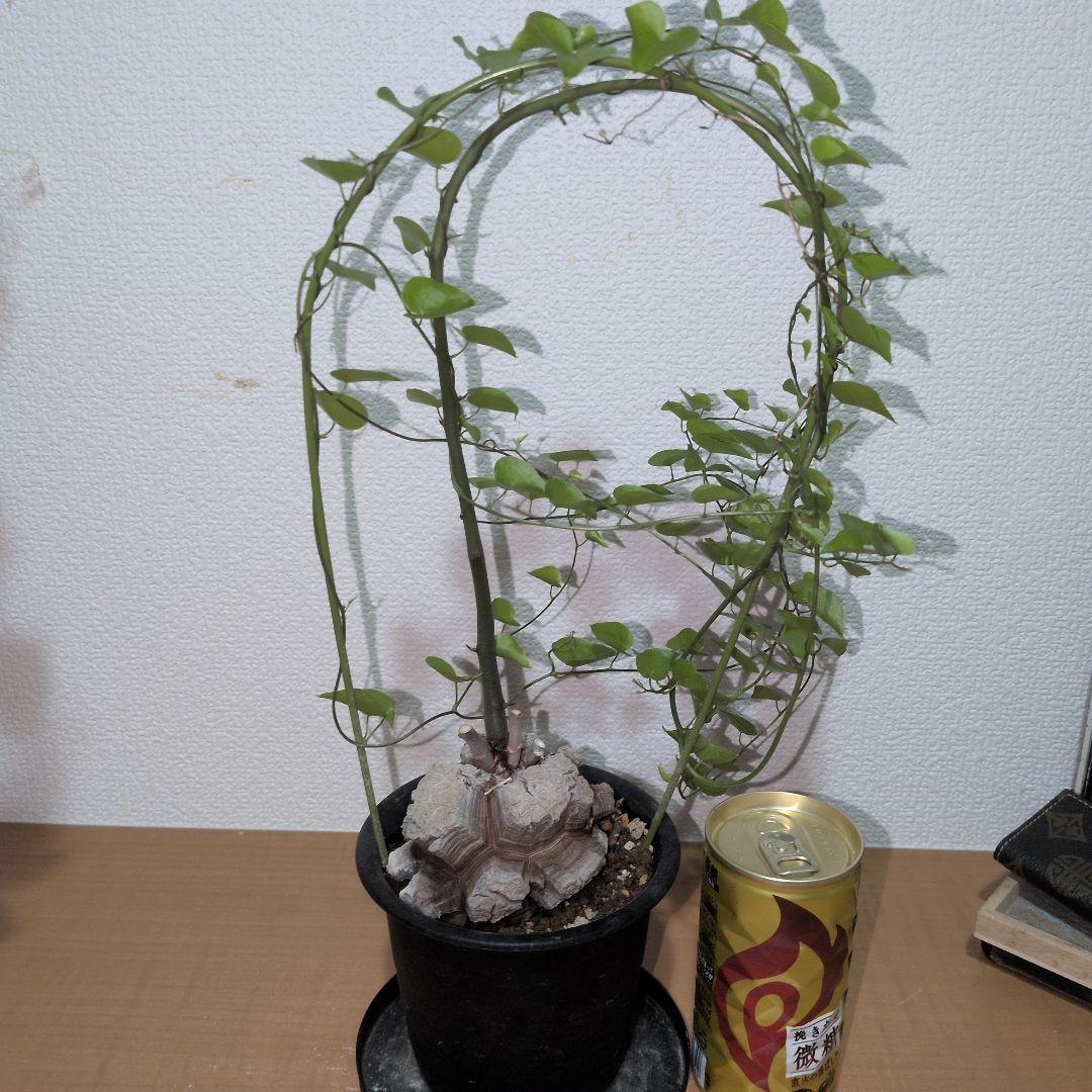 ディオスコレア　エレファンティペス アフリカ亀甲竜　バキバキタイプ