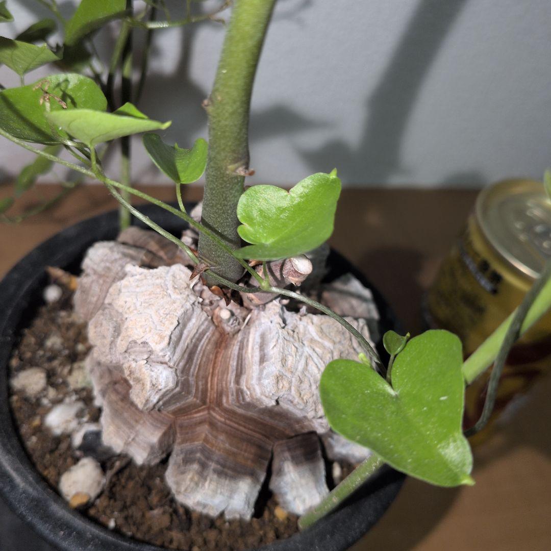 ディオスコレア　エレファンティペス アフリカ亀甲竜　バキバキタイプ