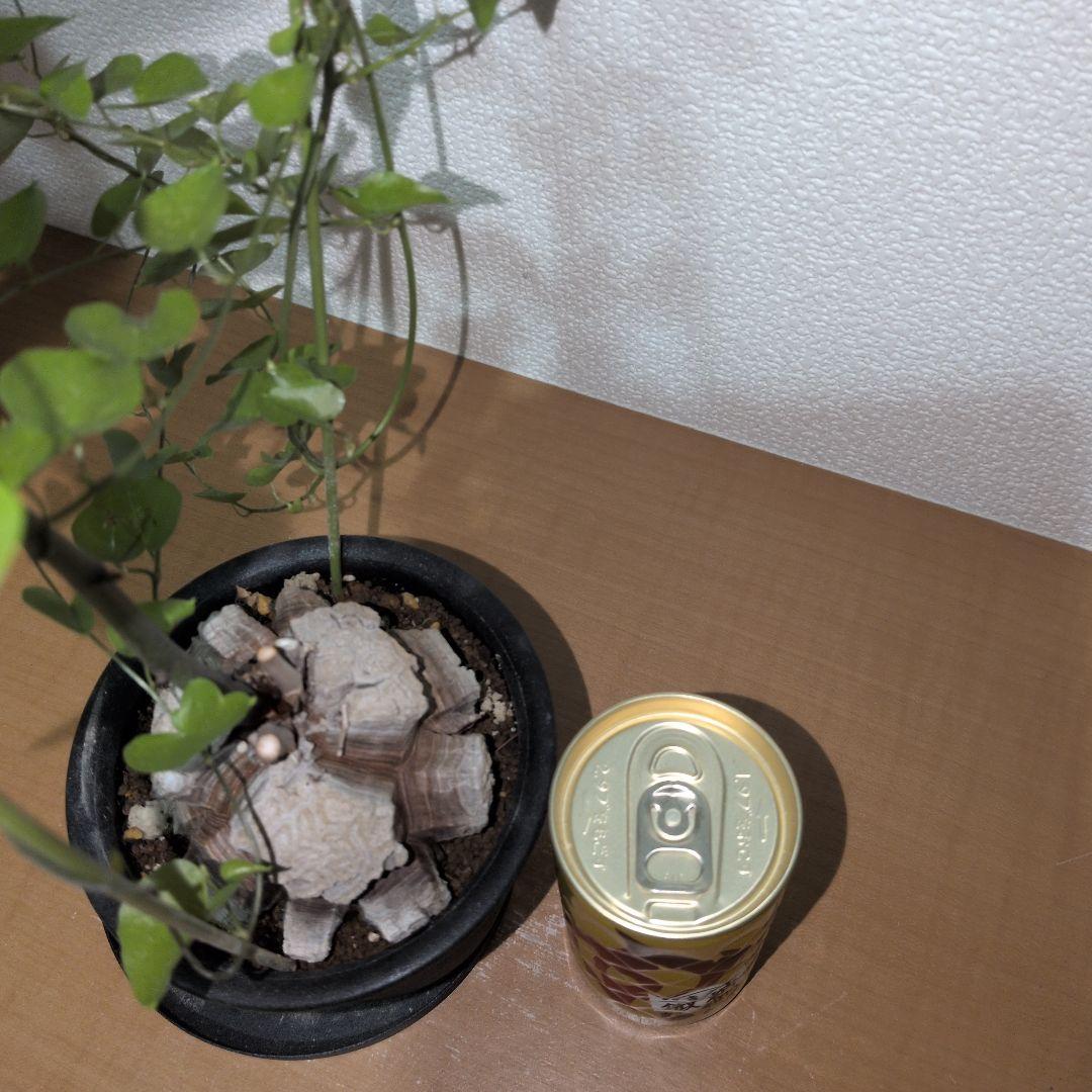 ディオスコレア　エレファンティペス アフリカ亀甲竜　バキバキタイプ