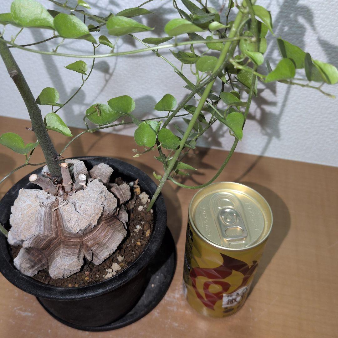 ディオスコレア　エレファンティペス アフリカ亀甲竜　バキバキタイプ