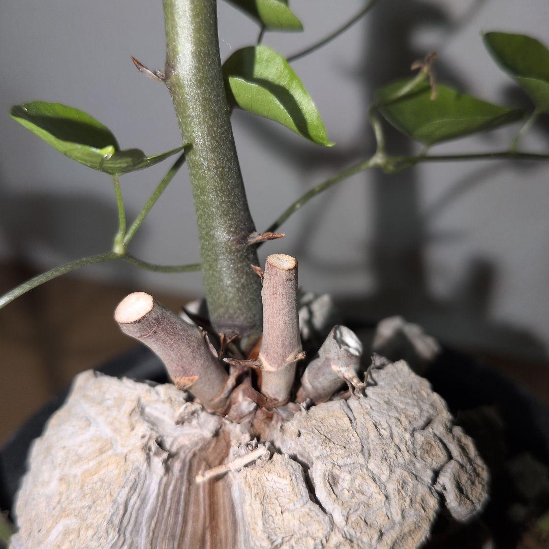 ディオスコレア　エレファンティペス アフリカ亀甲竜　バキバキタイプ