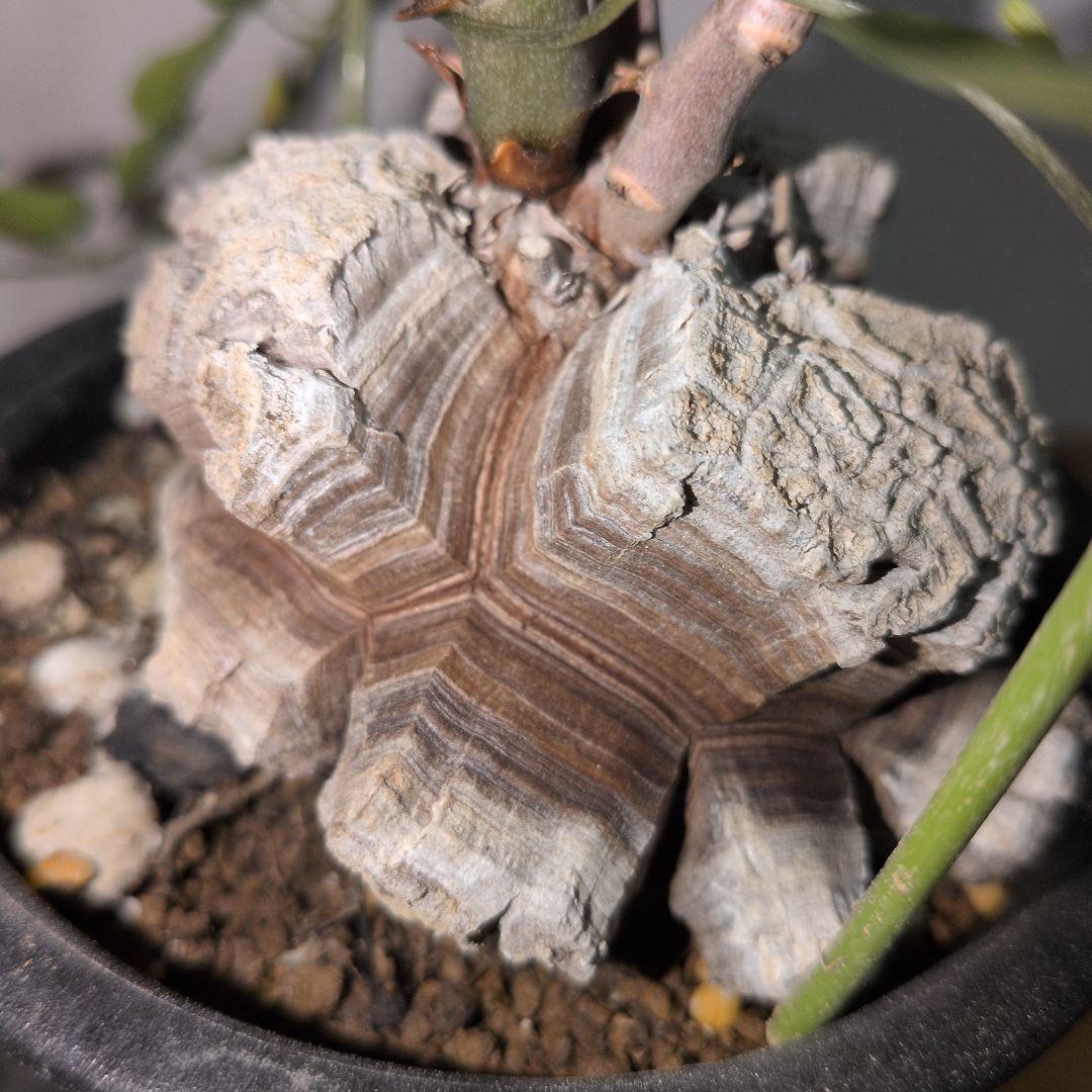 ディオスコレア　エレファンティペス アフリカ亀甲竜　バキバキタイプ