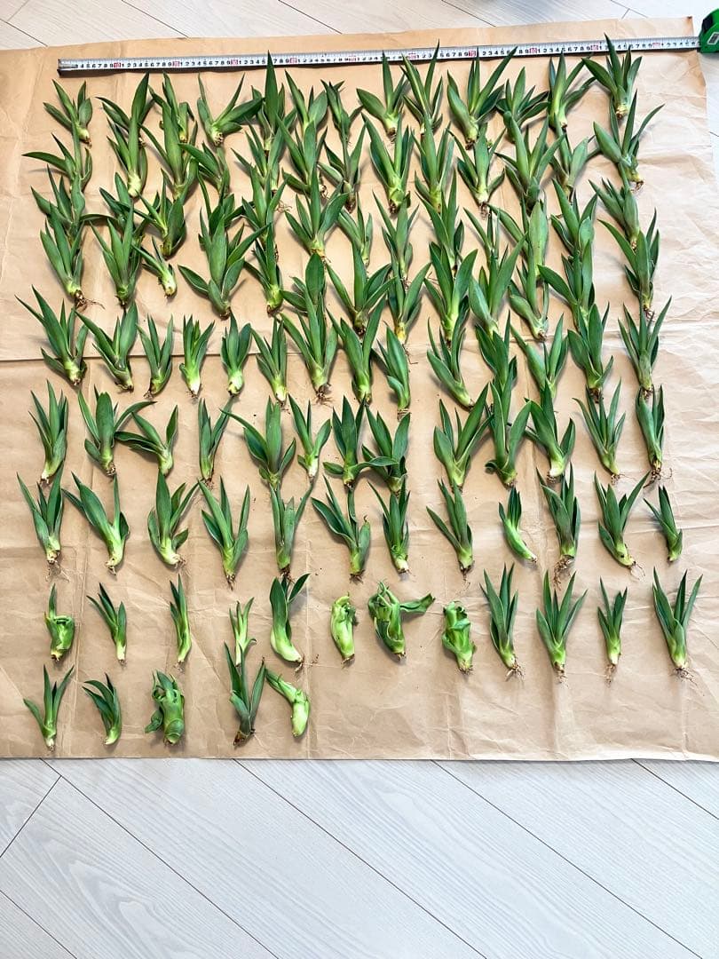 100株ぐらい　アガベの子株　多肉植物