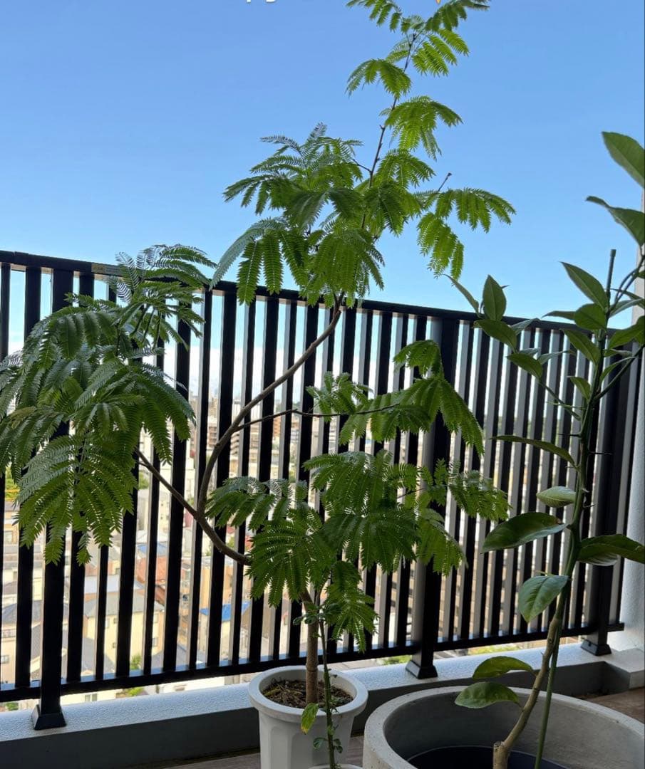 【引き取り限定/価格相談可】165cm 曲がり木エバーフレッシュ　観葉植物