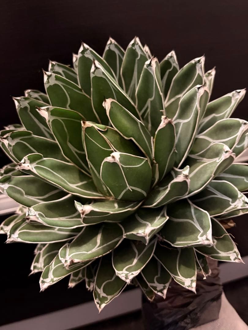 耐寒性アガベ 笹の雪　大株◇多肉サボテン　ドライガーデン　チタノタ　ホリダ南国