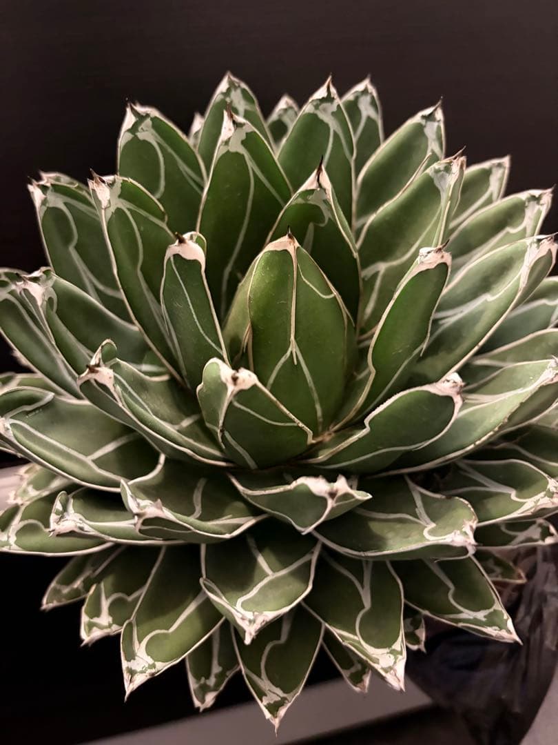 耐寒性アガベ 笹の雪　大株◇多肉サボテン　ドライガーデン　チタノタ　ホリダ南国