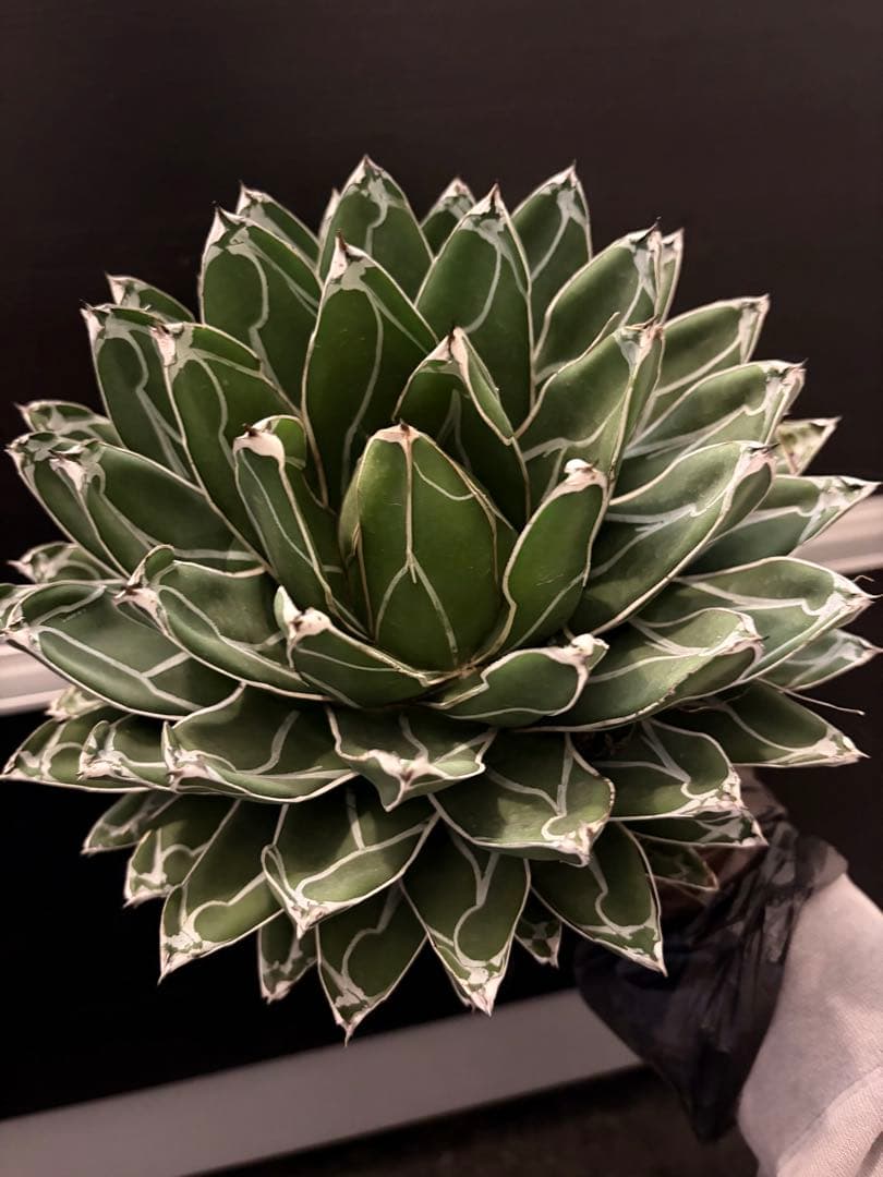 耐寒性アガベ 笹の雪　大株◇多肉サボテン　ドライガーデン　チタノタ　ホリダ南国