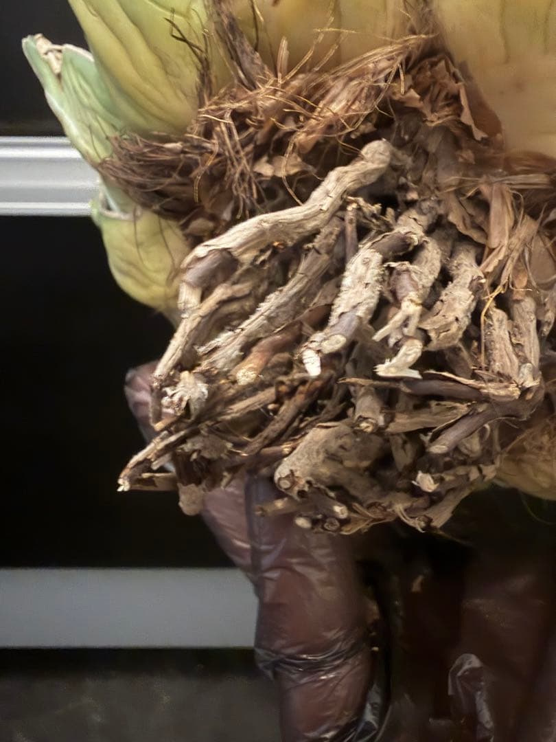 耐寒性アガベ 笹の雪　大株◇多肉サボテン　ドライガーデン　チタノタ　ホリダ南国