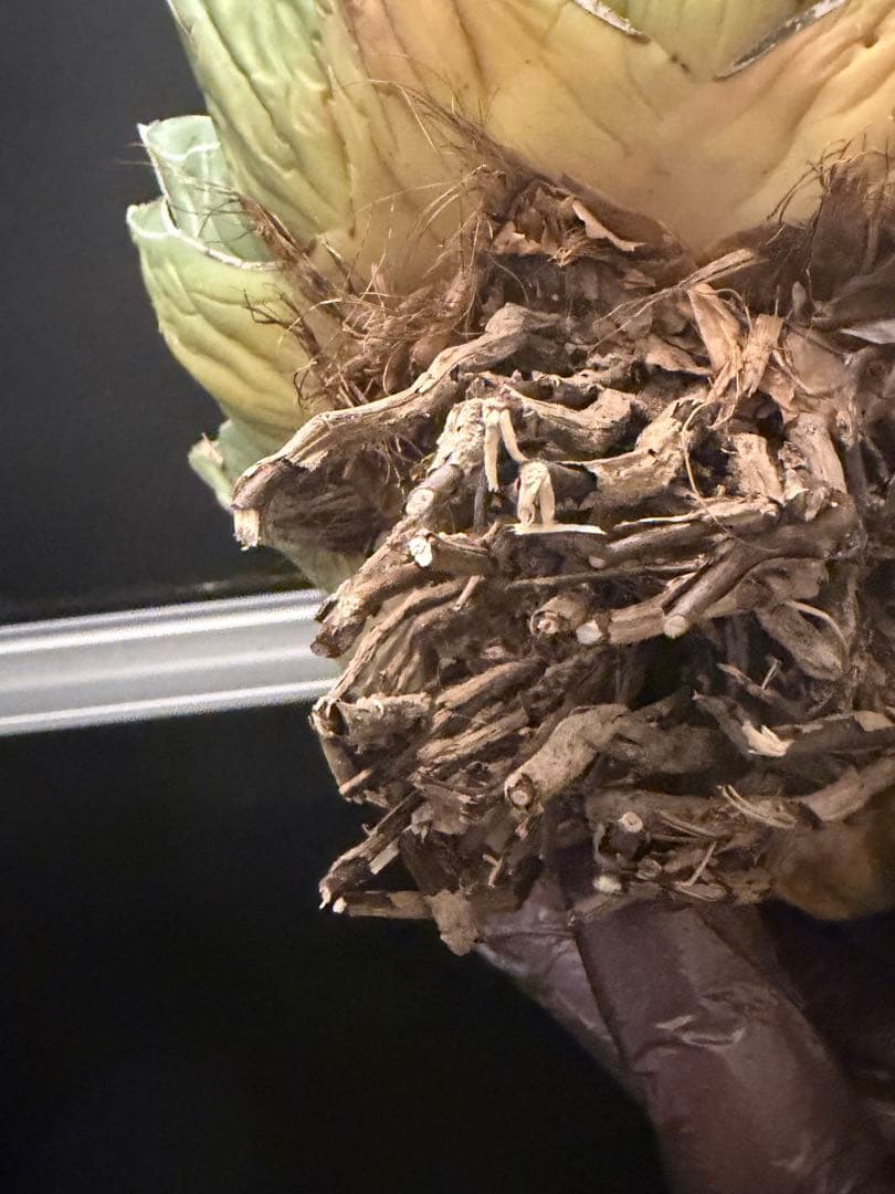 耐寒性アガベ 笹の雪　大株◇多肉サボテン　ドライガーデン　チタノタ　ホリダ南国