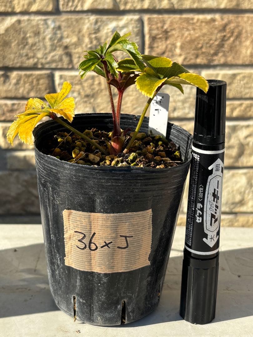 ソレイユ×ソレイユ★クリスマスローズ交配苗★未開花株★ピンクリバーシブルオーレア