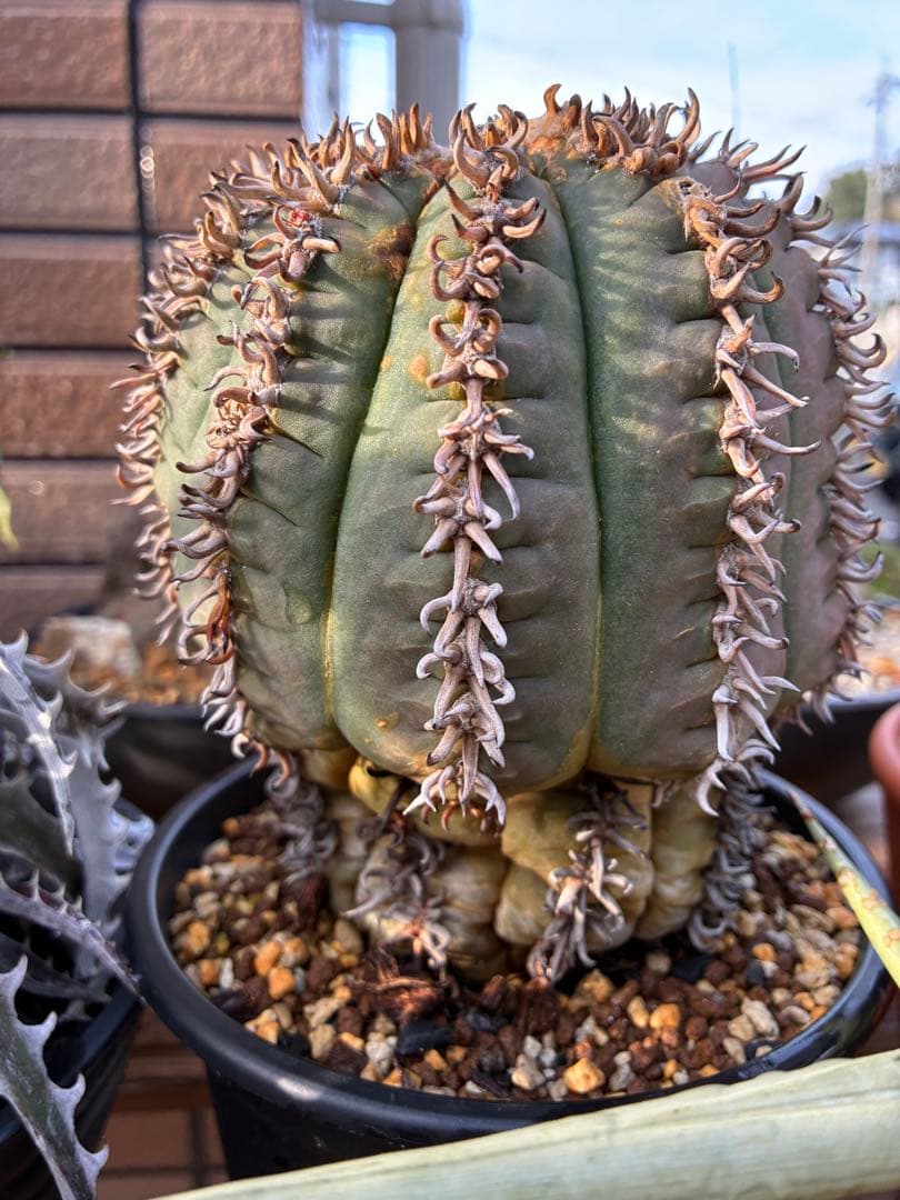 【アビス】短刺天平丸　狂刺タイプ　特大株　親株　鉢のまま発送