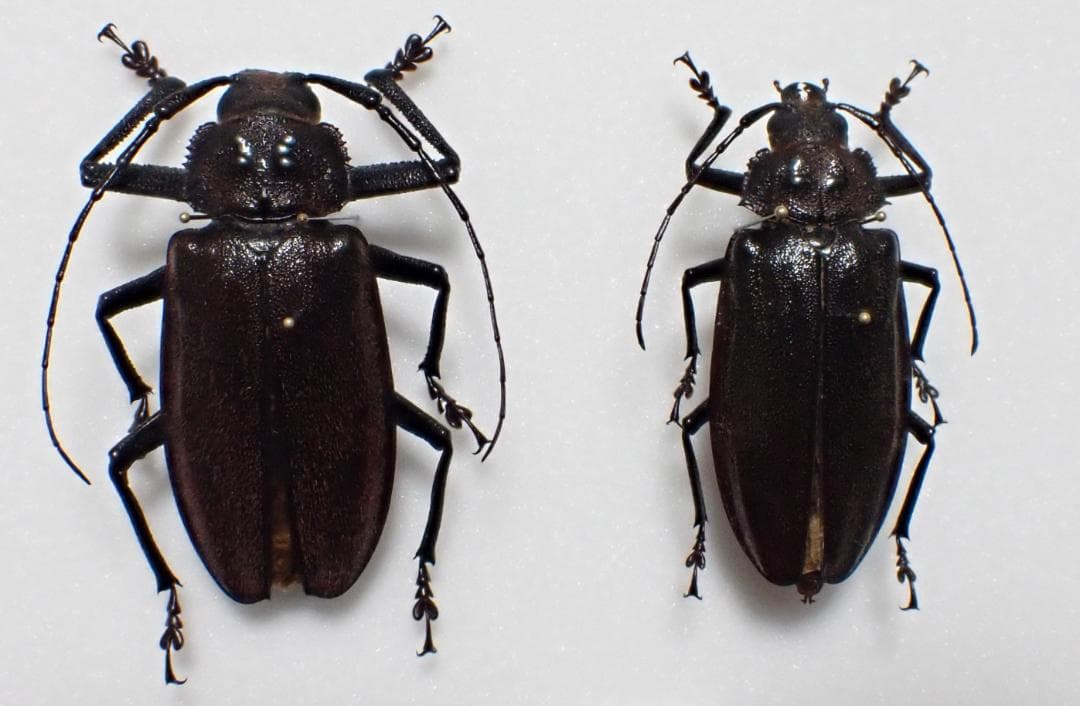 フィジー産　希少　特大　ウスバカミキリ　標本　ペア