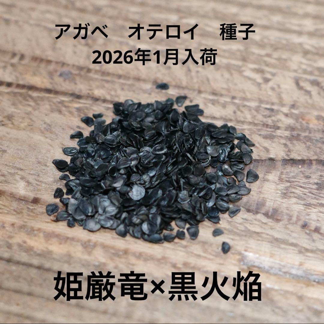【数量限定】アガベ　オテロイ　種子　姫厳竜×黒火焔 30粒