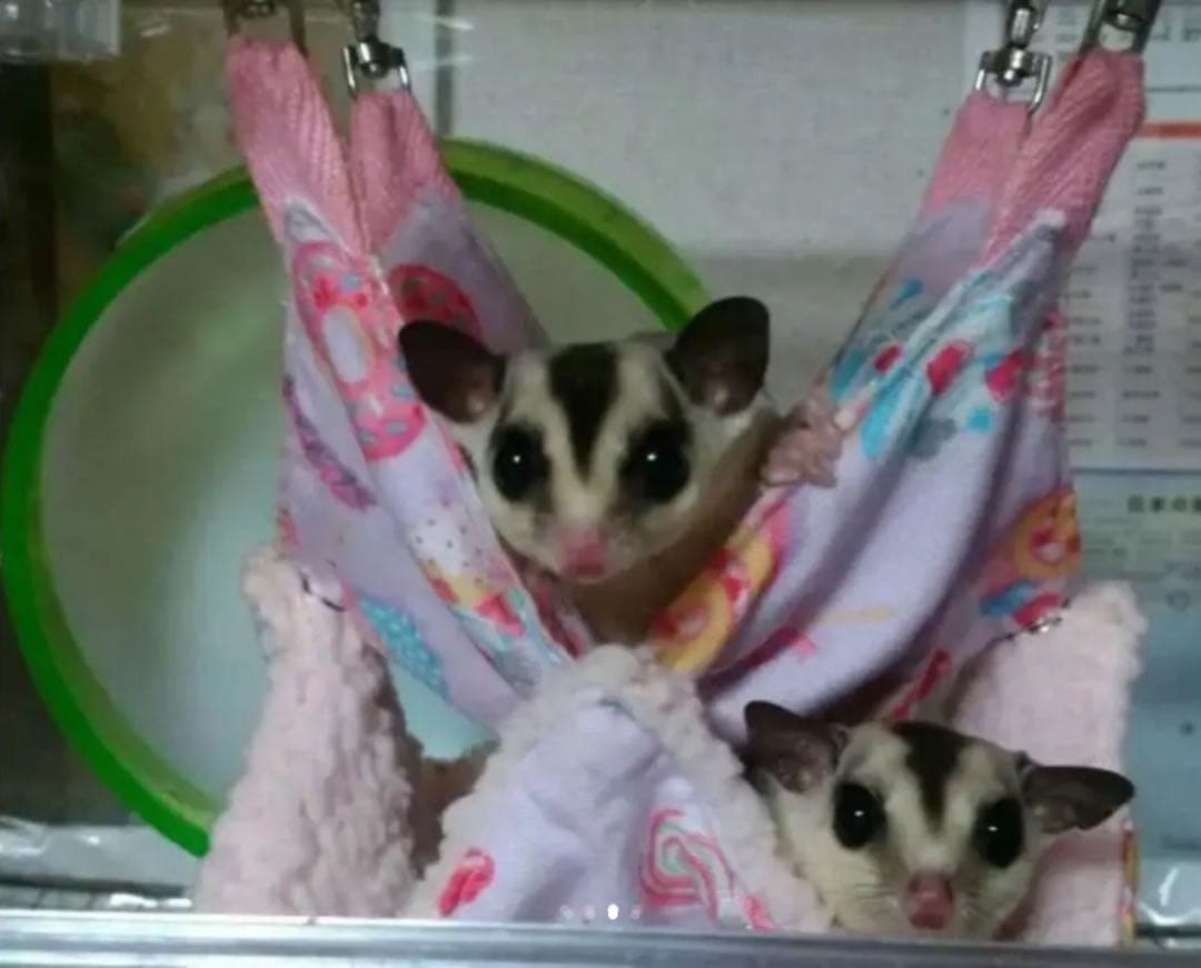 モモンガハウス(うさぎしずく柄)  ボアピンク    2050円