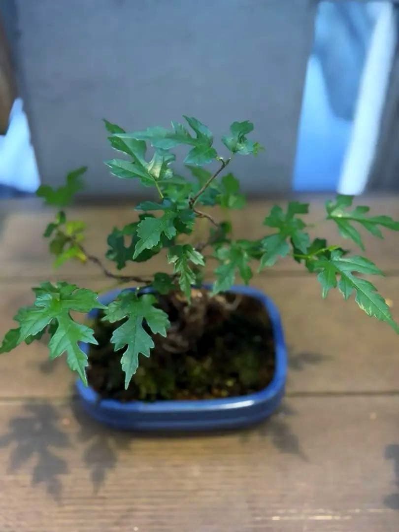 琉球盆栽　希少　島桑　桑　小品盆栽　実物　黎鳳　鉢