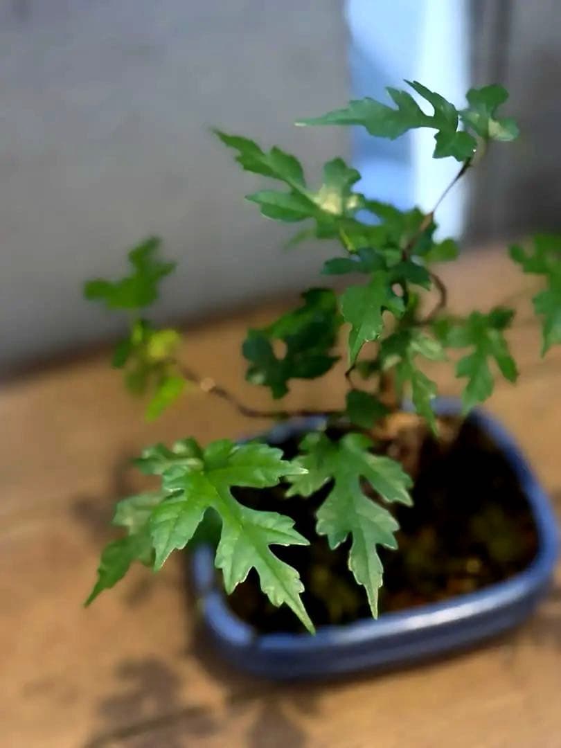 琉球盆栽　希少　島桑　桑　小品盆栽　実物　黎鳳　鉢