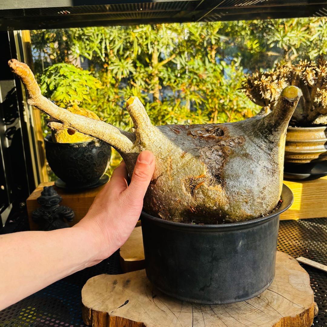 短期間限定超特価！ 特大 パキポディウム グラキリス カタチ製作所 現地株 発根