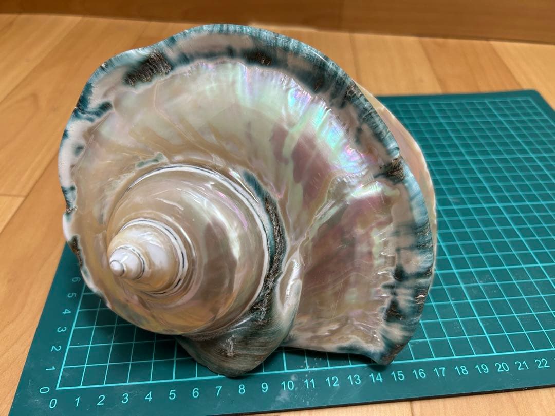 大型夜光貝　ヤコウ貝　真珠磨き　インテリア　　　　飾り物　アクセサリー　オブジェ
