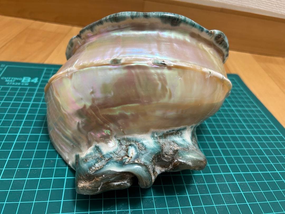大型夜光貝　ヤコウ貝　真珠磨き　インテリア　　　　飾り物　アクセサリー　オブジェ