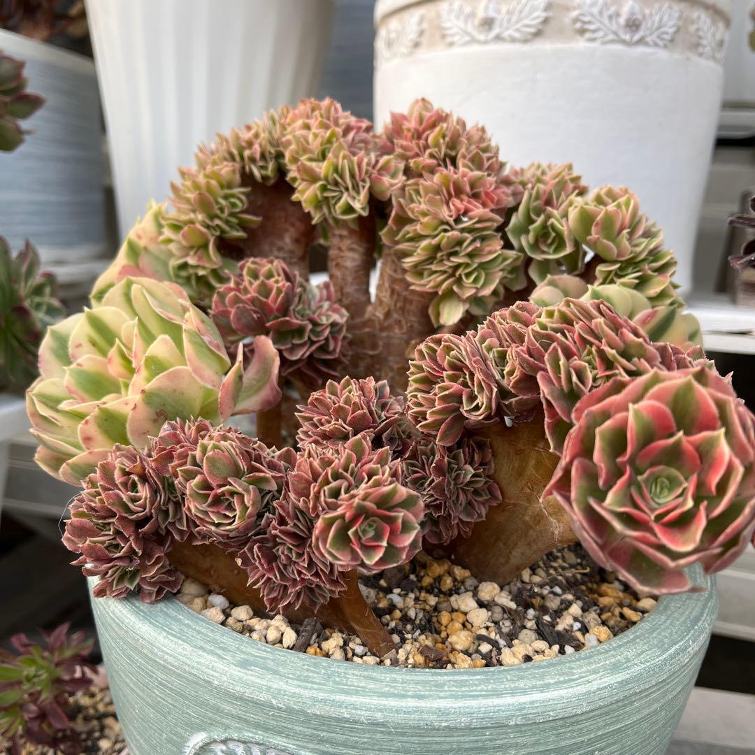 ピンクウィッチ綴化