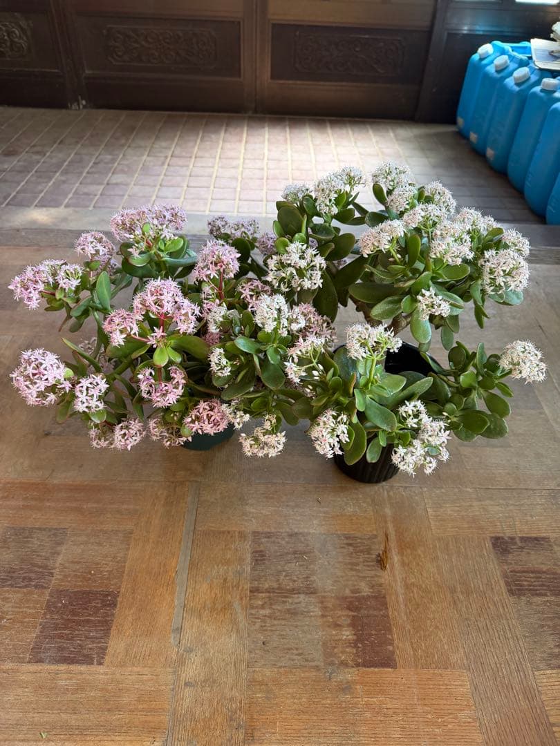 花月苗木　金の成る木　濃いと薄いピンク色2株セット開花中　鉢ごと発送