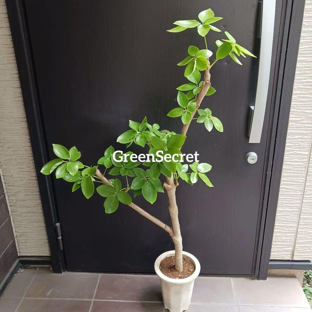 引取★1 シェフレラ SP 6号　観葉植物