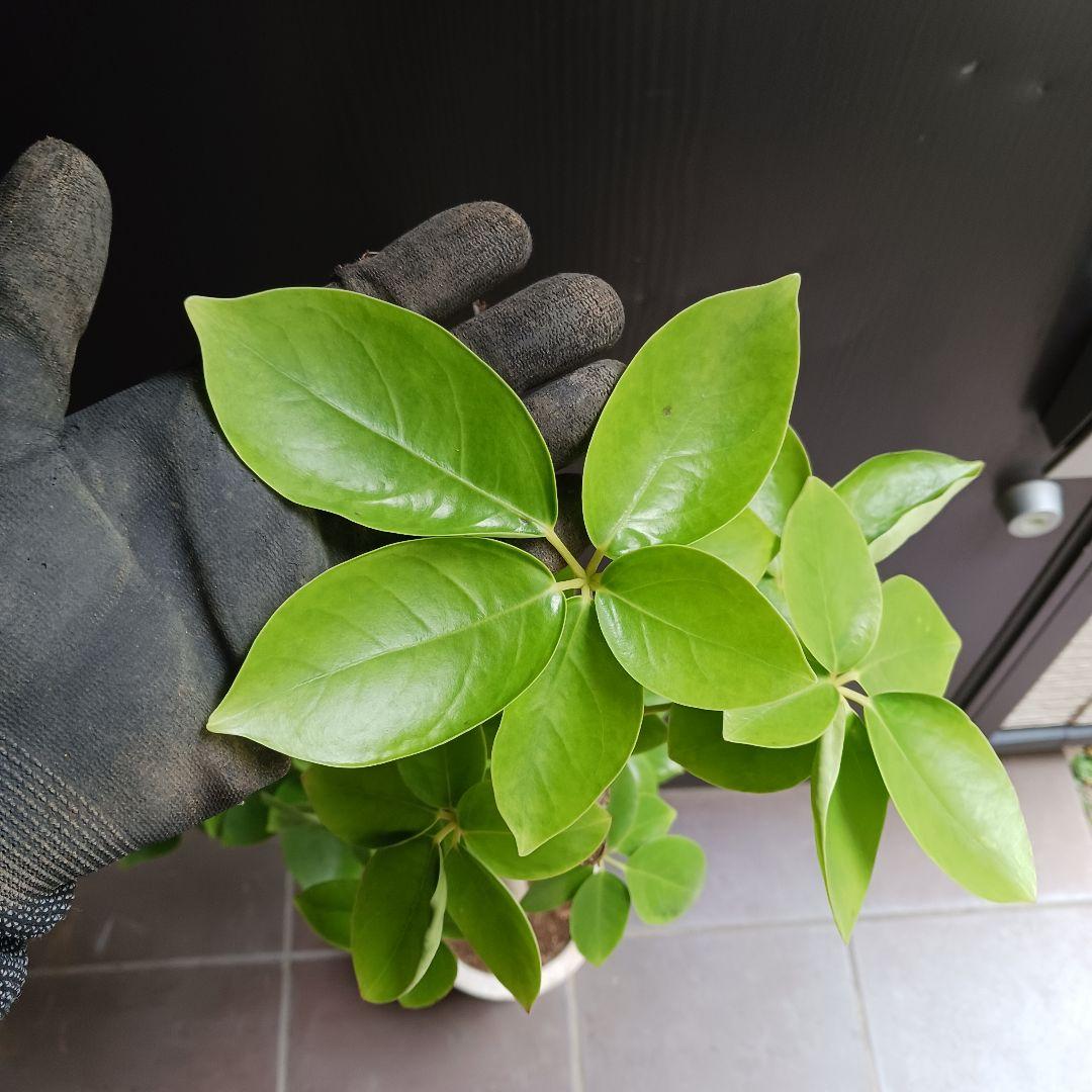 引取★1 シェフレラ SP 6号　観葉植物