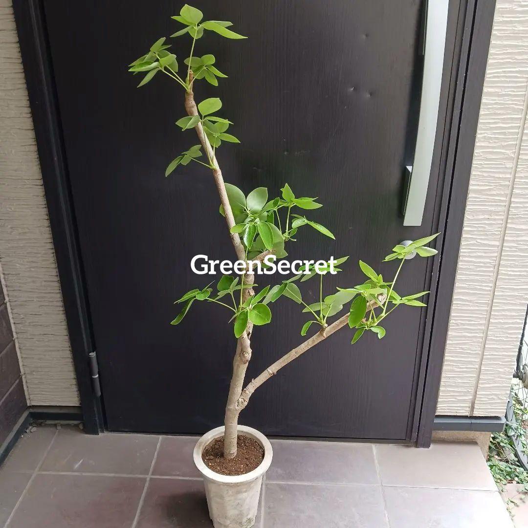 引取★1 シェフレラ SP 6号　観葉植物