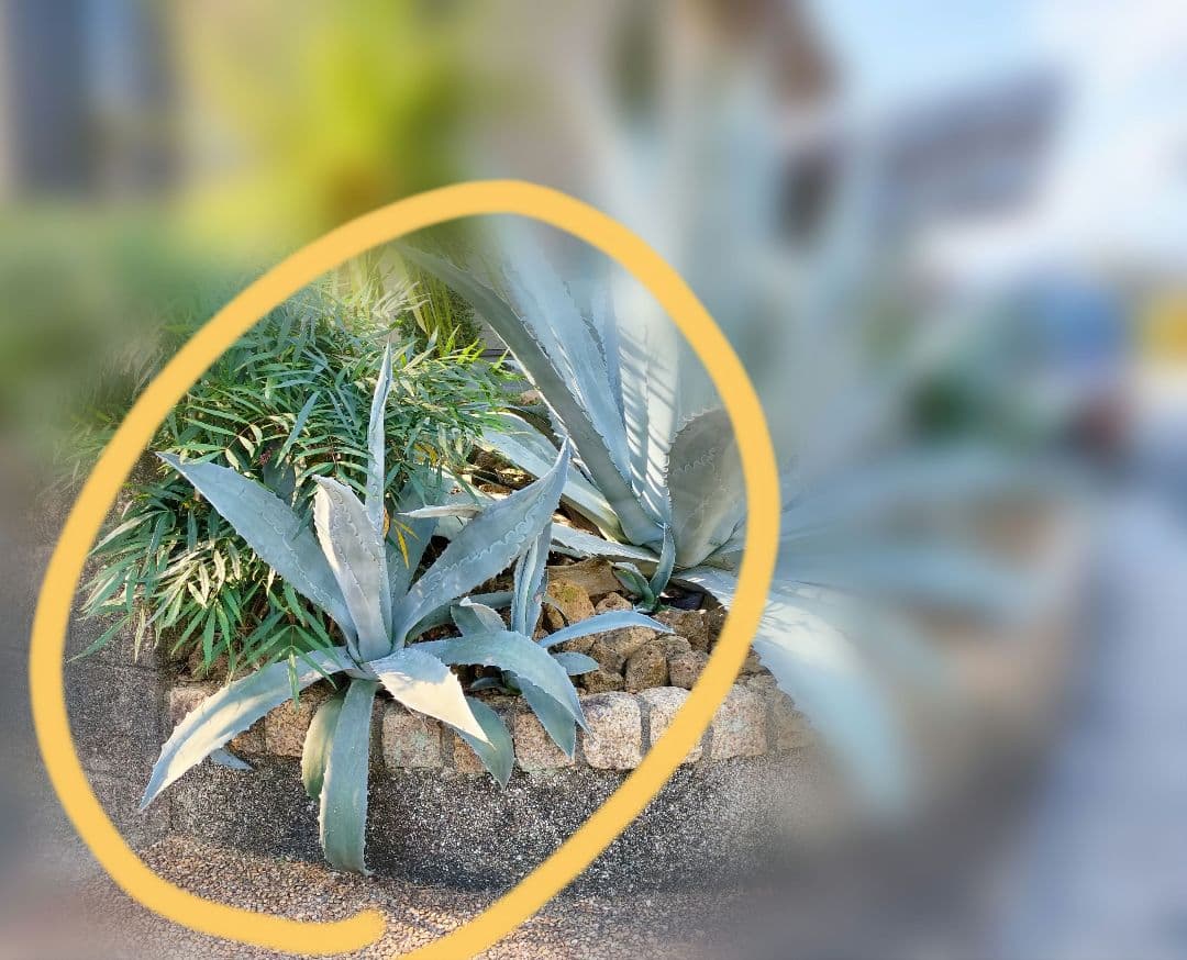 プロトアメリカーナ リュウゼツラン アガベ アメリカーナ 中株