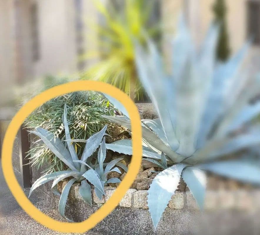 プロトアメリカーナ リュウゼツラン アガベ アメリカーナ 中株