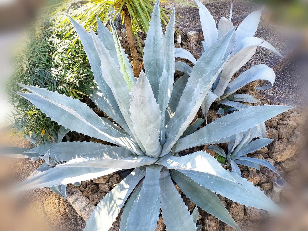 プロトアメリカーナ リュウゼツラン アガベ アメリカーナ 中株