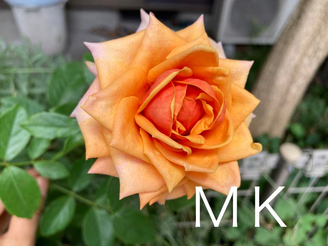 希少　バラ苗　切り花品種 Cherrry Braandy