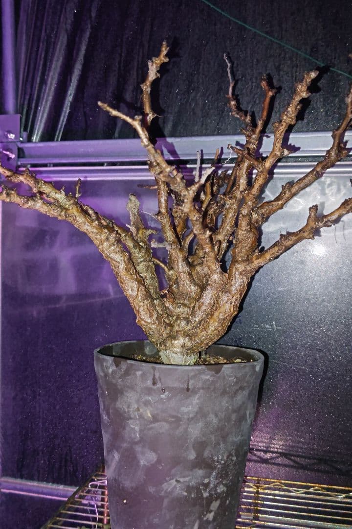 センナ・メリディオナリス ③