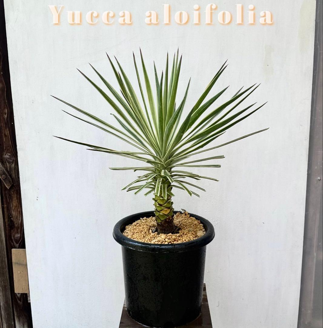 ユッカ アロイフォリア 斑入り②バリエガータ 千寿蘭