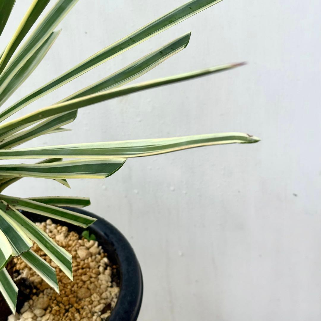 ユッカ アロイフォリア 斑入り②バリエガータ 千寿蘭