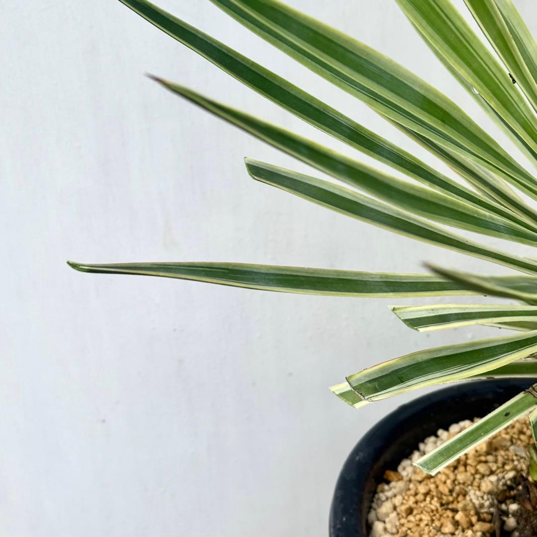 ユッカ アロイフォリア 斑入り②バリエガータ 千寿蘭